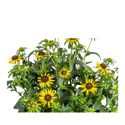 Buitenplant - Rudbeckia Fulgida Little-Goldstar - Bloeiend - Pot Ø 19cm Hoogte ↕ 45-60cm