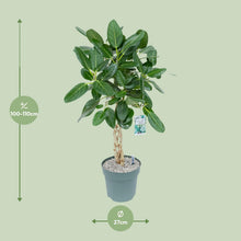 XL kamerplant - Ficus Altissima - Pot Ø 27cm Hoogte ↕ 110cm