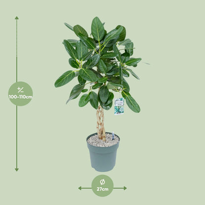 XL kamerplant - Ficus Altissima - Pot Ø 27cm Hoogte ↕ 110cm