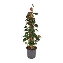 Kamerplant - Philodendron Lupinum Mosstok - Pot Ø 16cm Hoogte ↕ 75cm