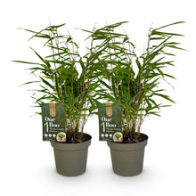 Buitenplant 2x Fargesia rufa - Bladhoudend - Niet Woekerend - Pot Ø 14cm Hoogte ↕ 35cm