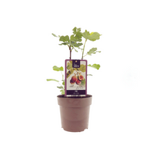Buitenplant - Ficus 'Brown Turkey' - Vijgenboom - Pot Ø 15cm Hoogte ↕ 40cm