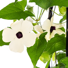 Buitenplant 4x Thunbergia Alata Sunny Susy White - Bloeiend - Pot Ø 13cm Hoogte ↕ 60cm