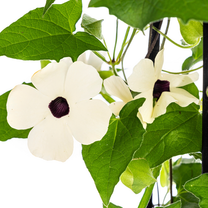 Buitenplant 4x Thunbergia Alata Sunny Susy White - Bloeiend - Pot Ø 13cm Hoogte ↕ 60cm