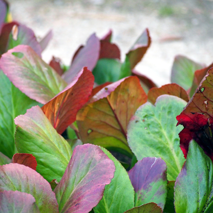 Buitenplant 60x Bergenia cordifolia - Bloeiend - Pot Ø 9cm Hoogte ↕ 10-25cm