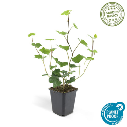 Buitenplant 48x Hedera Hibernica - Groenblijvend - Pot Ø 9cm Hoogte ↕ 10-25cm