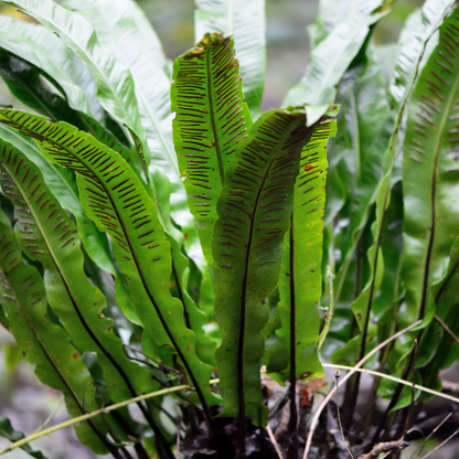 Buitenplant 24x Asplenium scolopendrium - Pot Ø 9cm Hoogte ↕ 10-25cm
