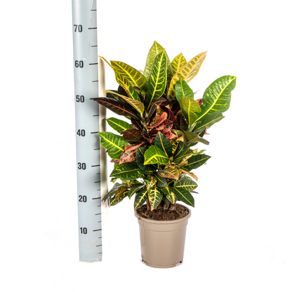 Kamerplant - Codiaeum 'Croton' Petra - Pot Ø 17cm Hoogte ↕ 40-60cm
