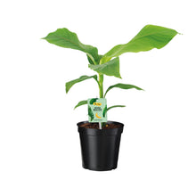 Buitenplant - Musa Basjoo - Winterhard - Pot Ø 17cm Hoogte ↕ 45cm