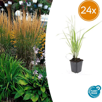 Buitenplant 24x Calamagrostis acut. 'Karl Foerster' - Pot Ø 9cm Hoogte ↕ 10-25cm