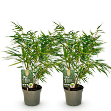 Buitenplant 2x Fargesia rufa - Bladhoudend - Niet Woekerend - Pot Ø 17cm Hoogte ↕ 60cm