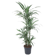 XL kamerplant - Dracaena Warneckei - Pot Ø 30cm Hoogte ↕ 145cm