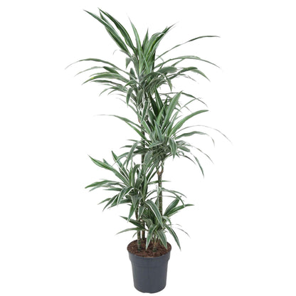 XL kamerplant - Dracaena Warneckei - Pot Ø 30cm Hoogte ↕ 145cm