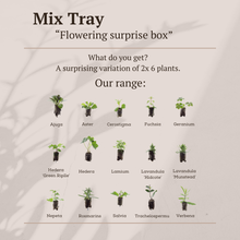 Buitenplant - Mix Tray 12 Pluggen - Kleurrijke Plantenmix