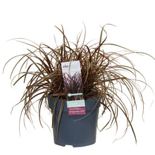 Buitenplant - Uncinia rubra Everflame - Pot Ø 19cm Hoogte ↕ 40cm