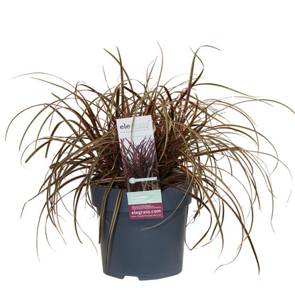 Buitenplant - Uncinia rubra Everflame - Pot Ø 19cm Hoogte ↕ 40cm