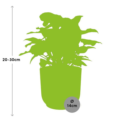 Kamerplant - Syngonium Arrow - Pot Ø 14cm