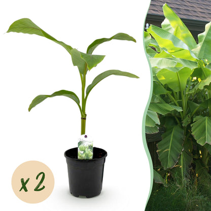 Buitenplant 2x Musa Basjoo - Winterhard - Pot Ø 17cm Hoogte ↕ 40cm