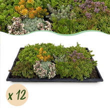 Buitenplant 12x Sedum mat - Winterhard bodembedekker - 10 soorten - 50x30cm