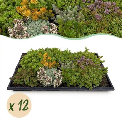 Buitenplant 12x Sedum mat - Winterhard bodembedekker - 10 soorten - 50x30cm