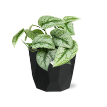 Kamerplant - Scindapsus Pictus 'Trebie' - Hangplant - Pot Ø 14cm