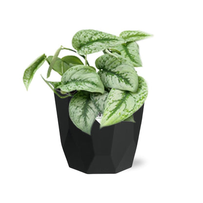 Kamerplant - Scindapsus Pictus 'Trebie' - Hangplant - Pot Ø 14cm