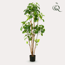 XL Kunstplant - Polyscias Aralia - Hoogte ↕ 160cm