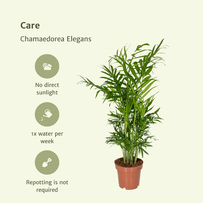 Kamerplant 2x Chamaedorea Elegans (Mexicaanse Bergpalm) - Pot Ø 12cm Hoogte ↕ 40cm
