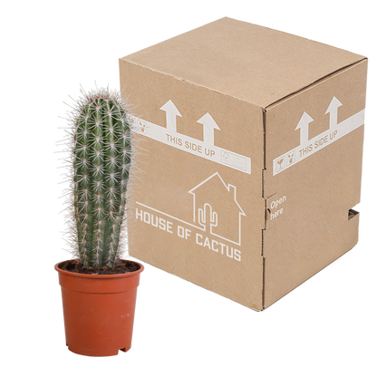 Kamerplant - Pachycereus pringlei - Zonder pot - ↕ 17cm