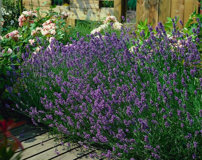 Buitenplant 12x Lavandula ang. 'Munstead' - Bloeiend - Pot Ø 9cm Hoogte ↕ 10-25cm