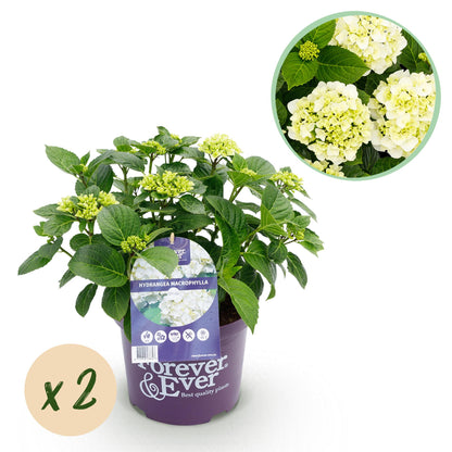 Buitenplant 2x Hydrangea Forever & Ever Wit - Bloeiend - Pot Ø 23cm Hoogte ↕ 55cm