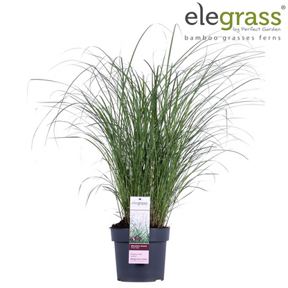 Buitenplant - Miscanthus sinensis Ferner Osten - Pot Ø 23cm Hoogte ↕ 60cm