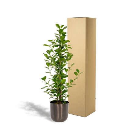 Kamerplant - Ficus microcarpa Moclame - Pot Ø 21cm Hoogte ↕ 95cm