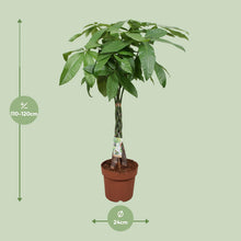 XL Kamerplant - Pachira Aquatica - Pot Ø 24cm Hoogte ↕ 120cm