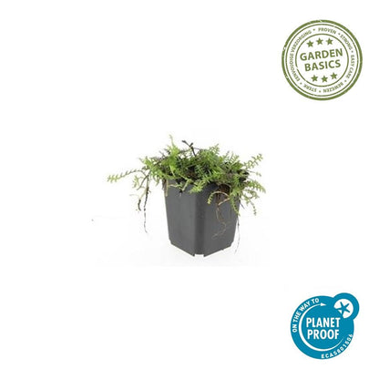 Buitenplant 12x Leptinella squalida - Pot Ø 9cm Hoogte ↕ 10-25cm