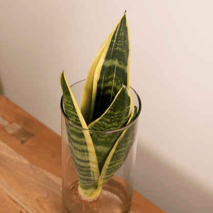 Kamerplant - Sanseveria in Cylinder Glas - Pot Ø 12cm Hoogte ↕ 30cm
