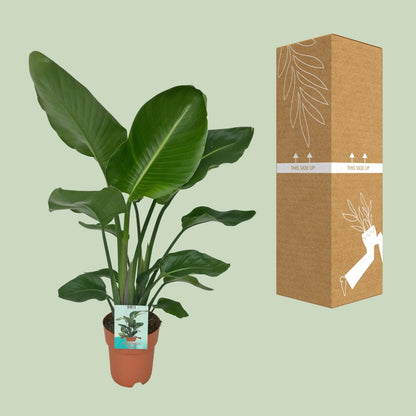 Kamerplant - Strelitzia Nicolai - Pot Ø 19cm Hoogte ↕ 90cm
