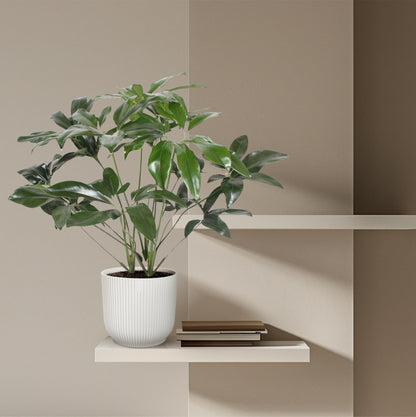 Kamerplant - Philodendron Green Wonder - Pot Ø 24cm Hoogte ↕ 100cm