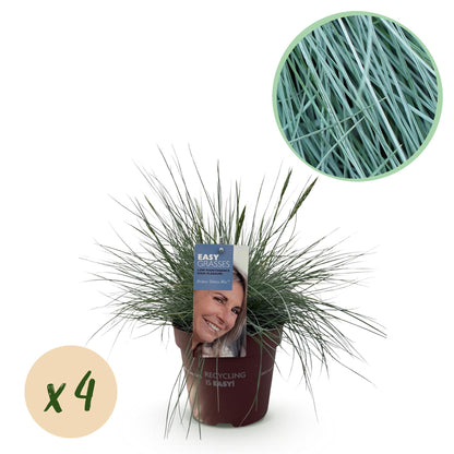 Buitenplant 4x Festuca glauca 'Intense Blue' - Bladhoudend - Pot Ø 17cm Hoogte ↕ 50cm