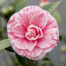 Buitenplant - Camellia japonica Bonomiana - Bloeiend - Pot Ø 19cm Hoogte ↕ 65cm