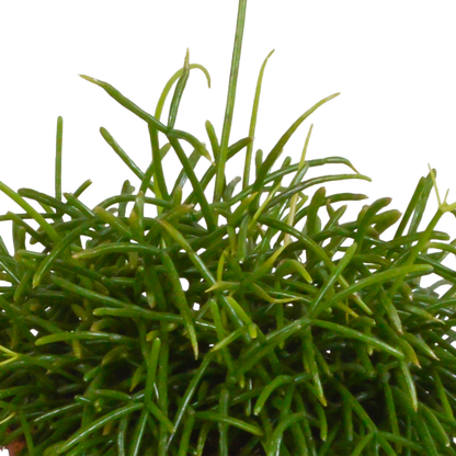 Kamerplant - Rhipsalis Baccifera Oasis - Pot Ø 12cm