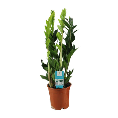 Kamerplant - Zamioculcas zamiifolia - Pot Ø 17cm Hoogte ↕ 65cm