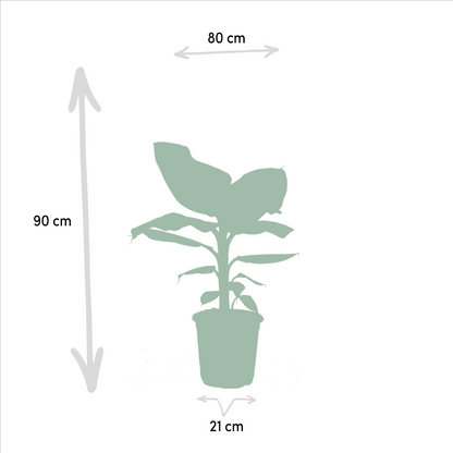 Kamerplant set - Monstera Deliciosa + Alocasia Zebrina + Strelitzia Nicolai + Musa Dwarf Cavendish