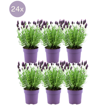 Buitenplant 24x Lavandula stoechas Anouk® - Bloeiend - Pot Ø 12cm Hoogte ↕ 25cm