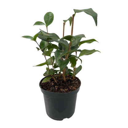 Buitenplant - Camellia japonica 'Tricolour' - Bloeiend, Groenblijvend - Pot Ø 15cm Hoogte ↕ 30cm