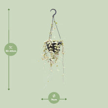 Kamerplant - Ceropegia Woodii Merel - Pot Ø 14cm Hoogte ↕ 50cm