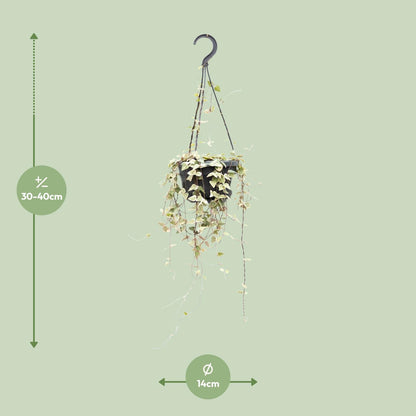 Kamerplant - Ceropegia Woodii Merel - Pot Ø 14cm Hoogte ↕ 50cm