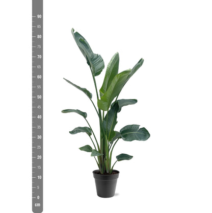 Kamerplant - Strelitzia Nicolai - Hoogte ↕ 35-250cm