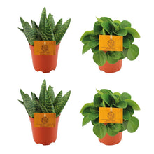 Kamerplant 4x Mix - 2x Aloe Paradisicum + 2x Peperomia Rana Verde - Pot Ø 10.5cm Hoogte ↕ 10cm