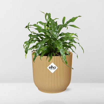 Kamerplant - Microsorum Diversifolium - Pot Ø 14cm